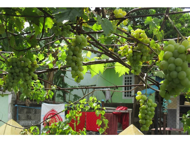 Buah anggur hasil penggunaan mikro organisme lokal