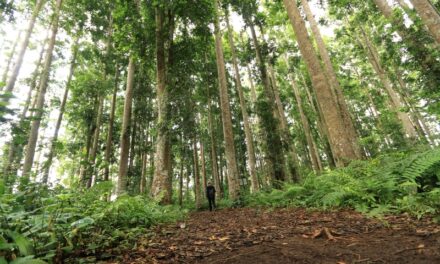 Perempuan Desa Pal VIII Ingin Kelola Potensi Wisata di Hutan Warisan Dunia