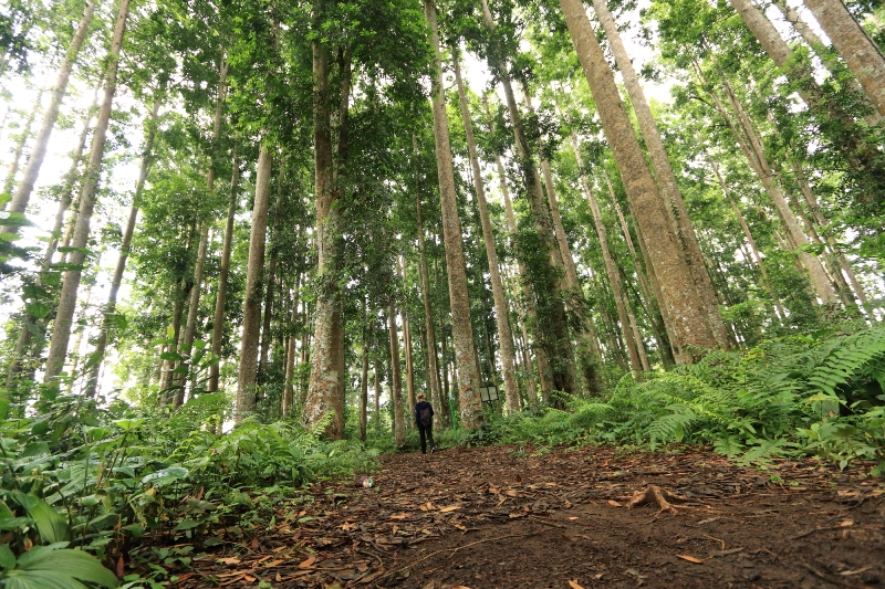 Perempuan Desa Pal VIII Ingin Kelola Potensi Wisata di Hutan Warisan Dunia